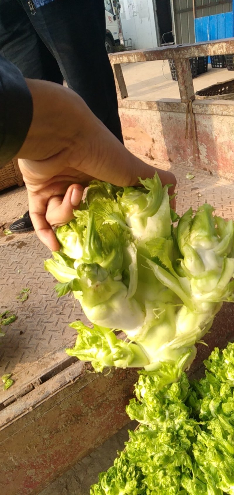 儿菜量大做工好质量越来越好