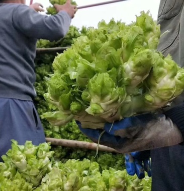 精品儿菜大量上市可走净菜毛菜净儿仔问耍捡便宜的勿扰