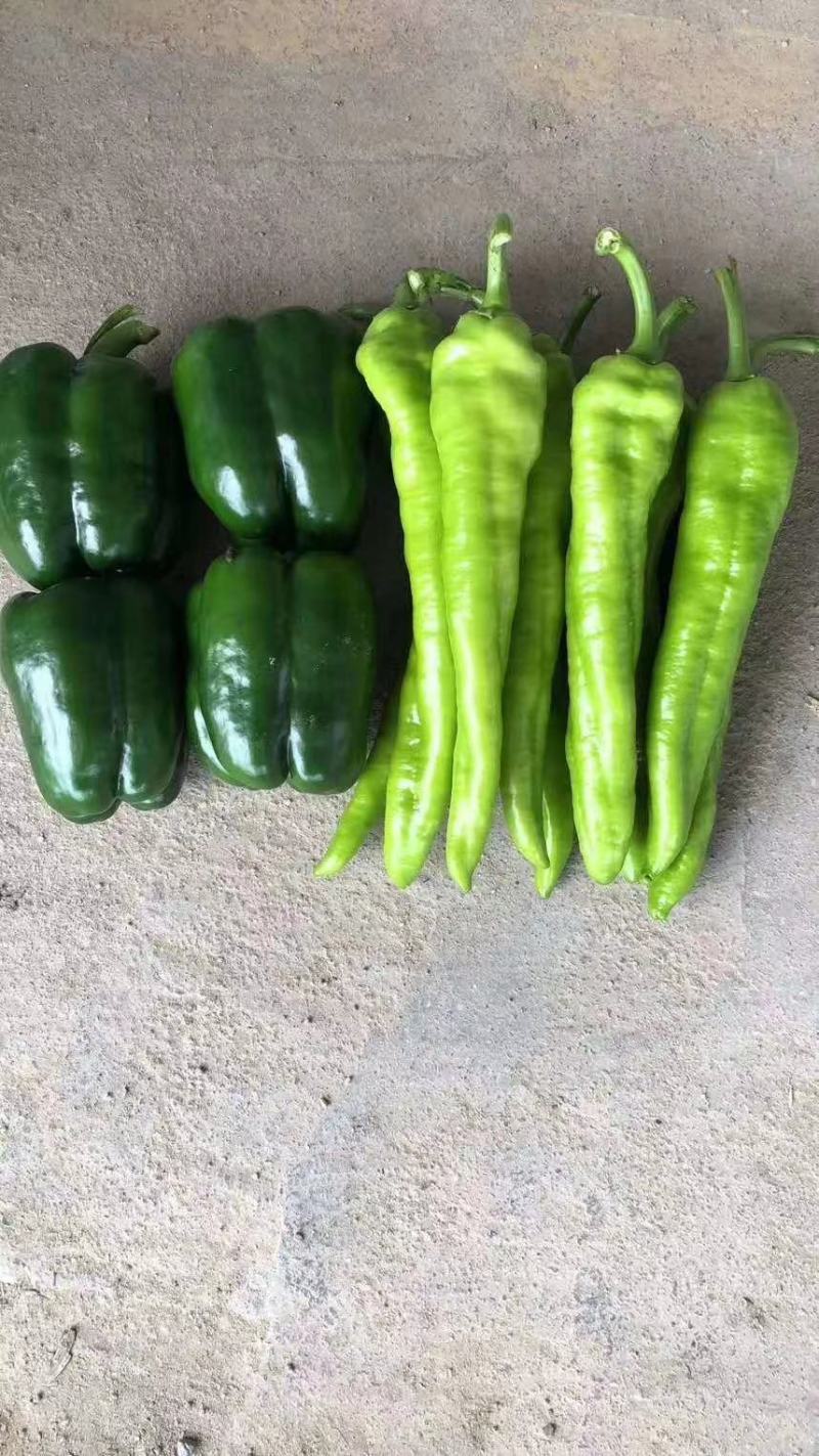 现在开始都是精品货大量，新鲜辣椒当天采购