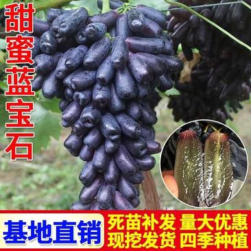 甜蜜蓝宝石葡萄苗当年结果品种纯正包成活可签合同