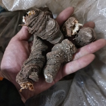 重楼，黑花重楼，华重楼，重楼干货野生重楼
