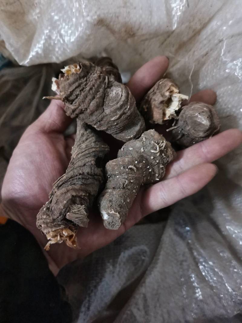 重楼，黑花重楼，华重楼，重楼干货野生重楼