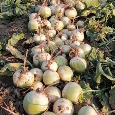 蔬菜土货0.5萝卜胡萝卜白萝卜满堂红凤梨萝卜