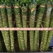 龙爪竹，罗汉竹，富贵竹