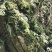 大叶石橄榄，石仙桃，双叶石仙桃