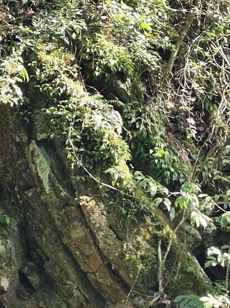 大叶石橄榄，石仙桃，双叶石仙桃