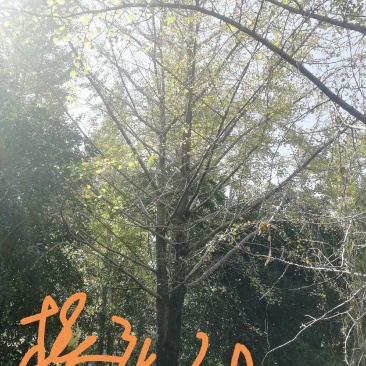城市街道，小区绿化，私人订制