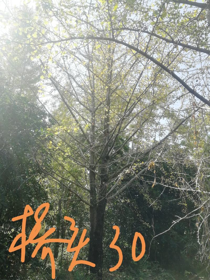 城市街道，小区绿化，私人订制