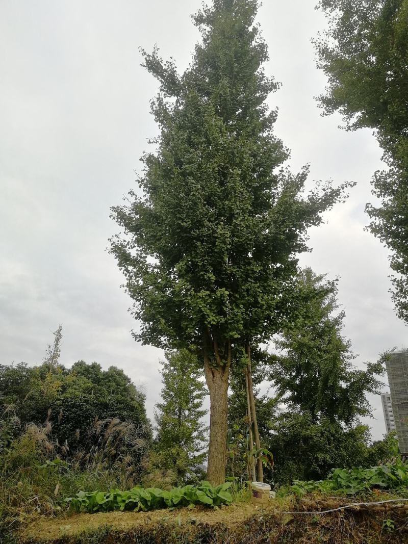 城市街道，小区绿化，私人订制