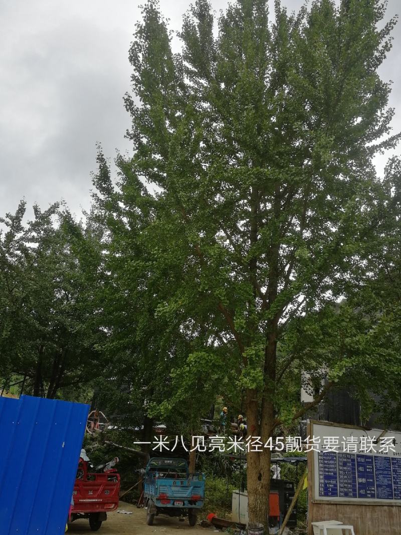 城市街道，小区绿化，私人订制