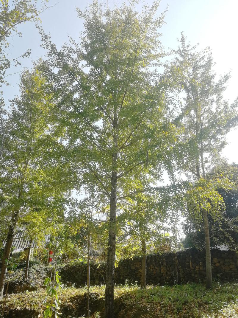 城市街道，小区绿化，私人订制