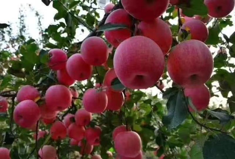 新疆阿克苏红旗坡冰糖心苹果，大量上市，脆甜多汁，