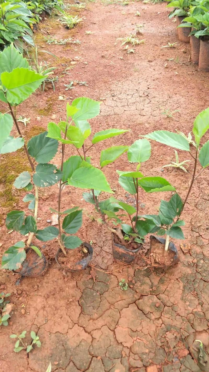 扶桑小袋苗量少脱土发货基地直发量大装车