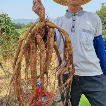 牛大力小叶牛大力特靓货