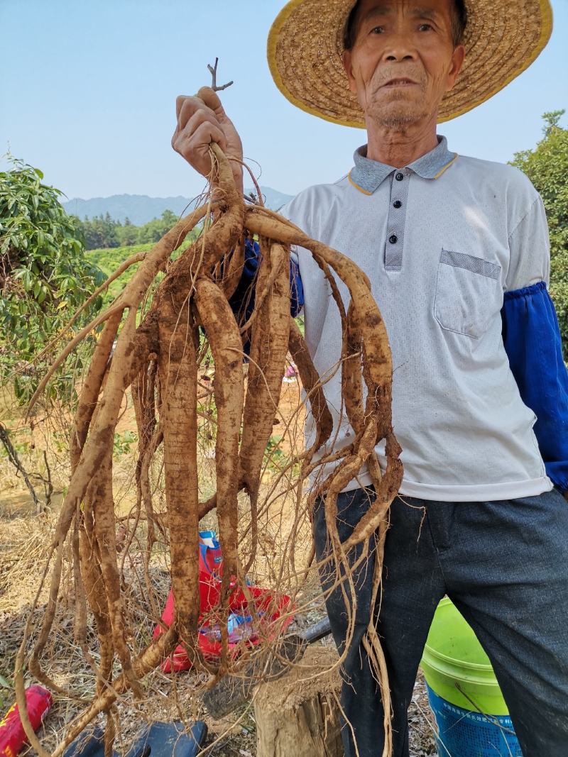 牛大力小叶牛大力特靓货