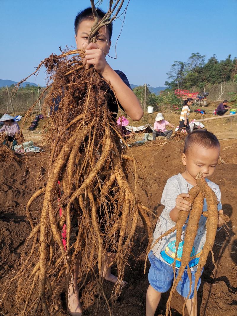 牛大力小叶牛大力特靓货