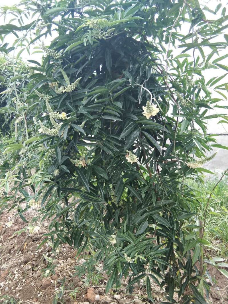 牛大力小叶牛大力特靓货