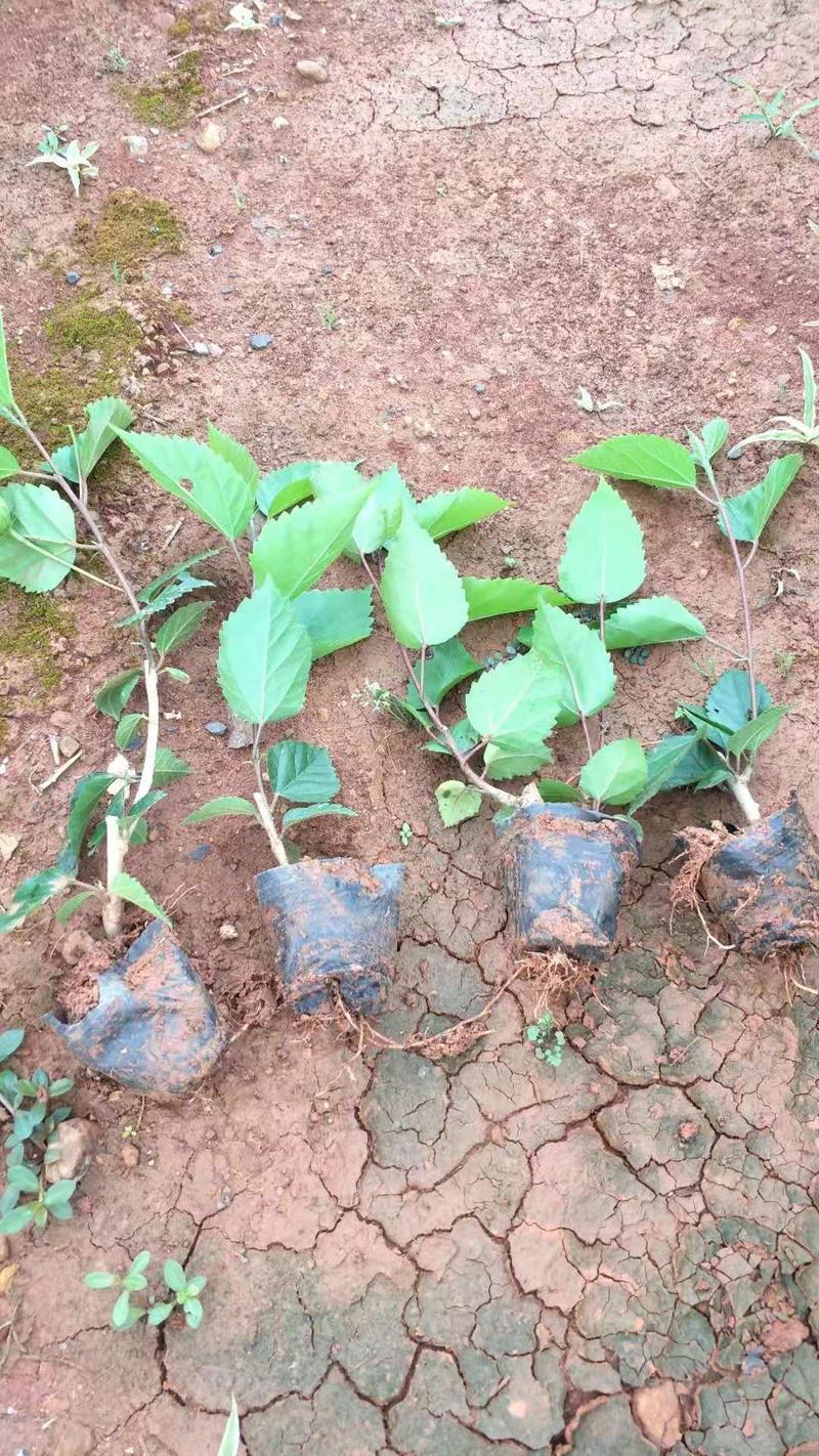 扶桑小袋苗量少脱土发货基地直发量大装车