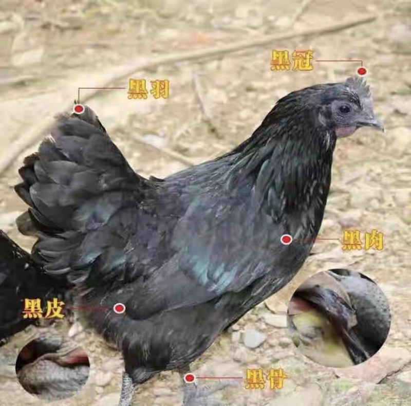 黑皮乌鸡五黑母公鸡树林散养土鸡纯玉米喂养乌鸡正宗放养鸡