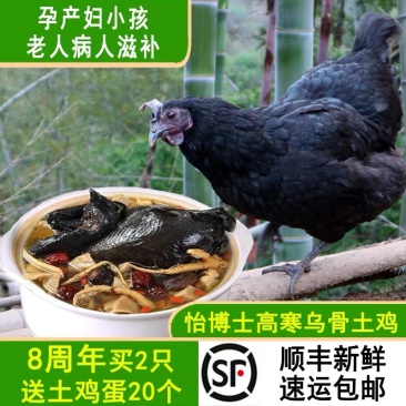 黑皮乌鸡五黑母公鸡树林散养土鸡纯玉米喂养乌鸡正宗放养鸡