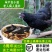 黑皮乌鸡五黑母公鸡树林散养土鸡纯玉米喂养乌鸡正宗放养鸡