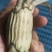 洪湖清水大闸蟹，精品本地蟹