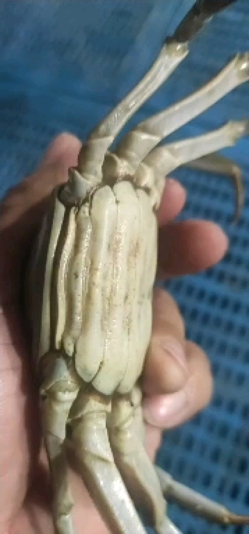 洪湖清水大闸蟹，精品本地蟹