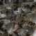 洪湖清水大闸蟹，精品本地蟹