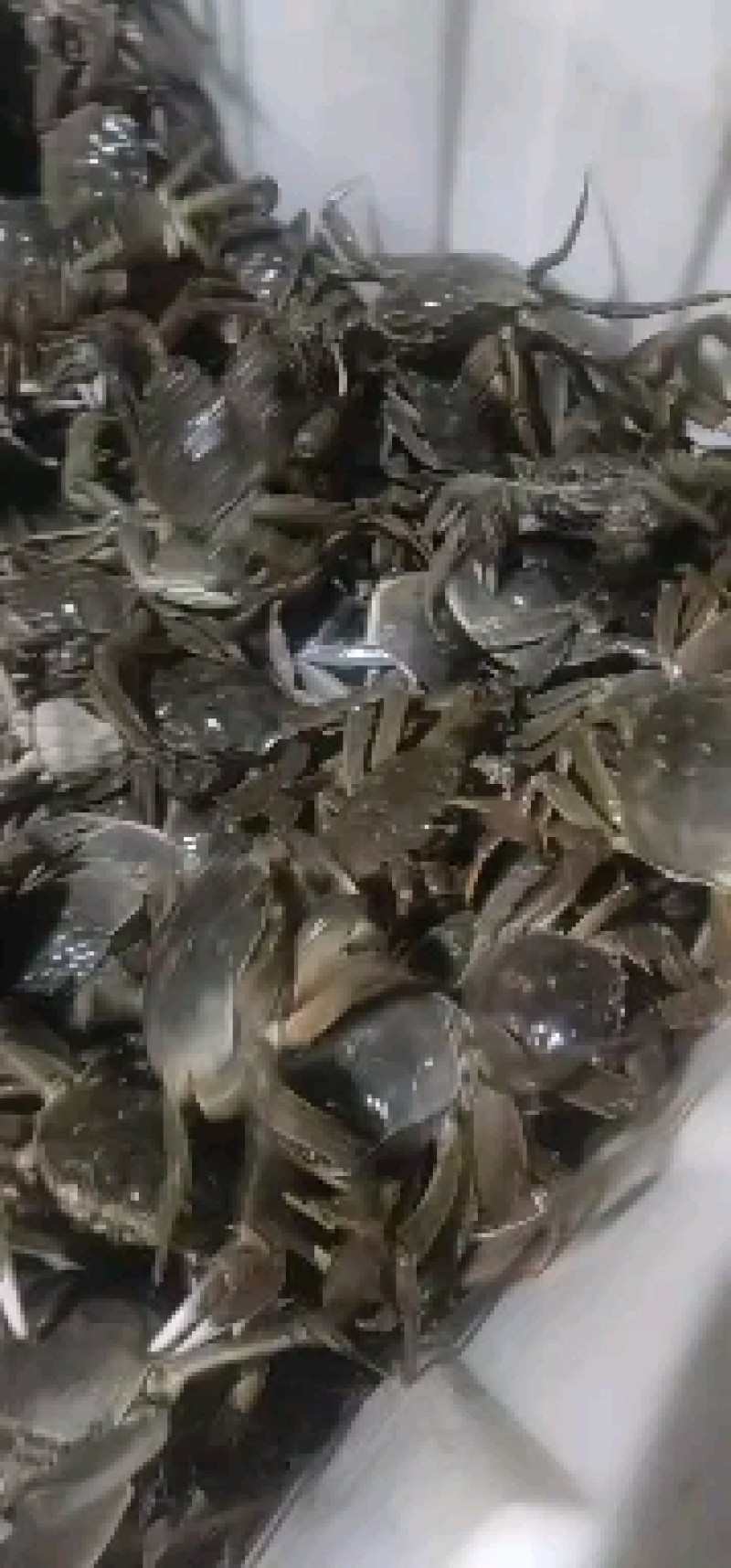 洪湖清水大闸蟹，精品本地蟹