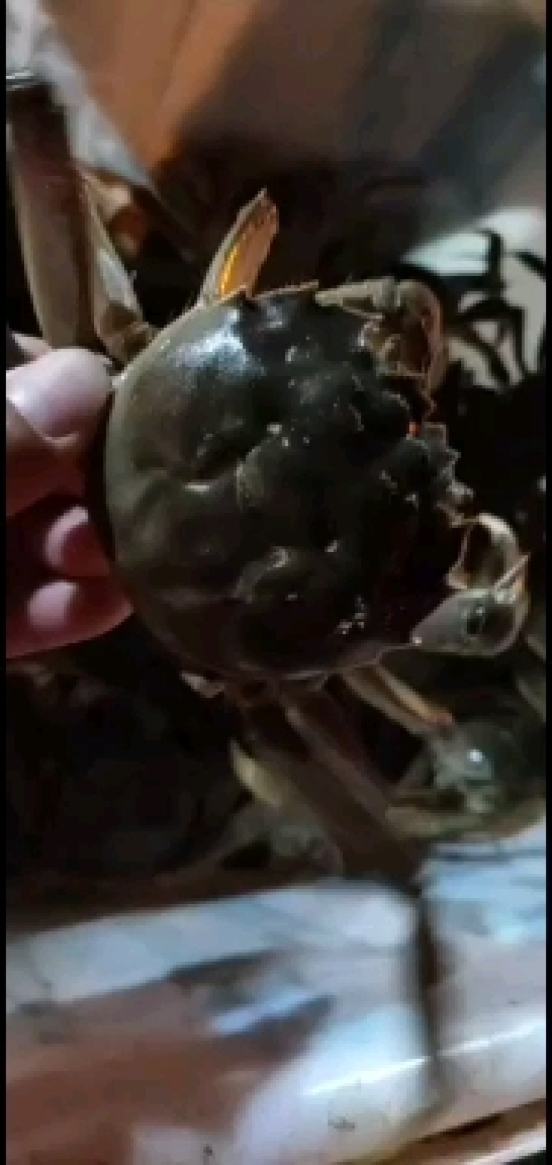 洪湖清水大闸蟹，精品本地蟹