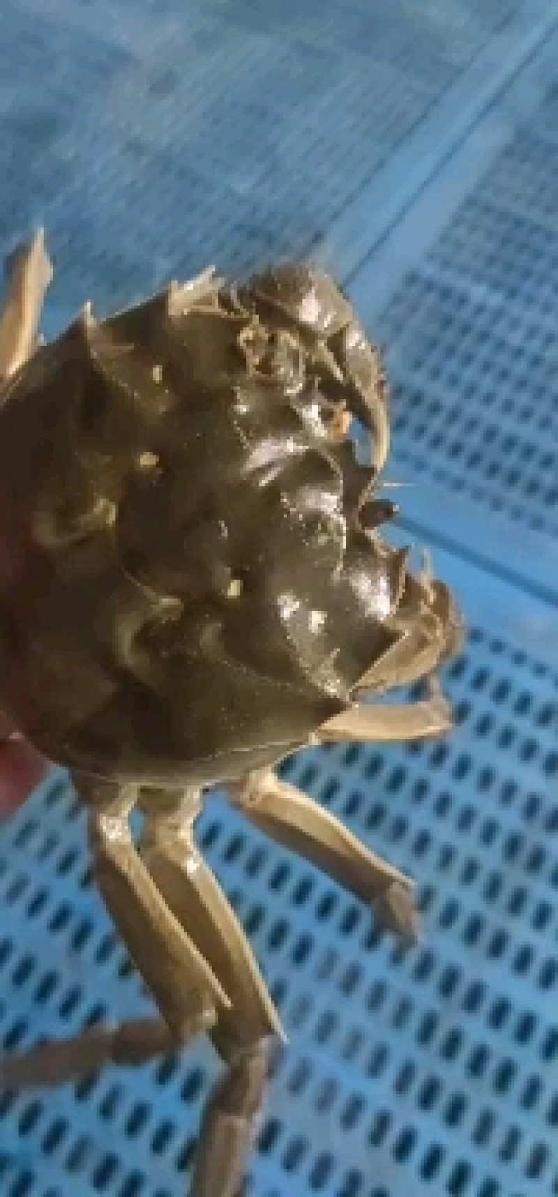 洪湖清水大闸蟹，精品本地蟹