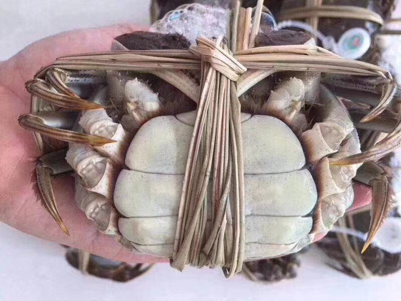洪湖清水大闸蟹，精品本地蟹