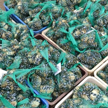 洪湖清水大闸蟹，精品本地蟹