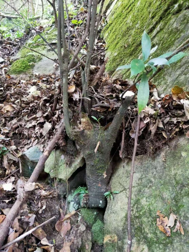 绿植盆景，八角树苗