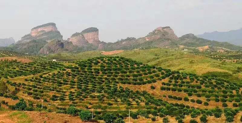 2020年—挑选优质果园沙田柚