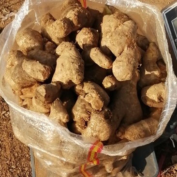 生姜姜母，质优价廉诚信为本