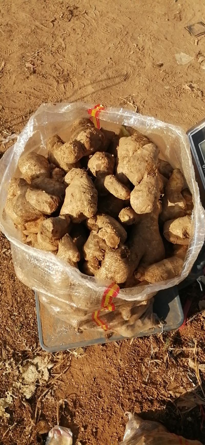 生姜姜母，质优价廉诚信为本