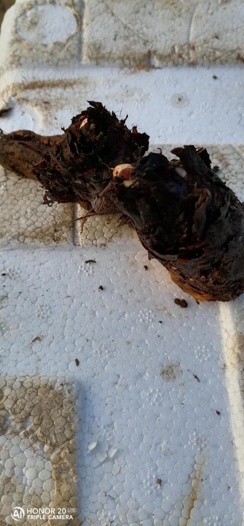 大黄芽，马蹄大黄苞耳，出苗率90%，精选