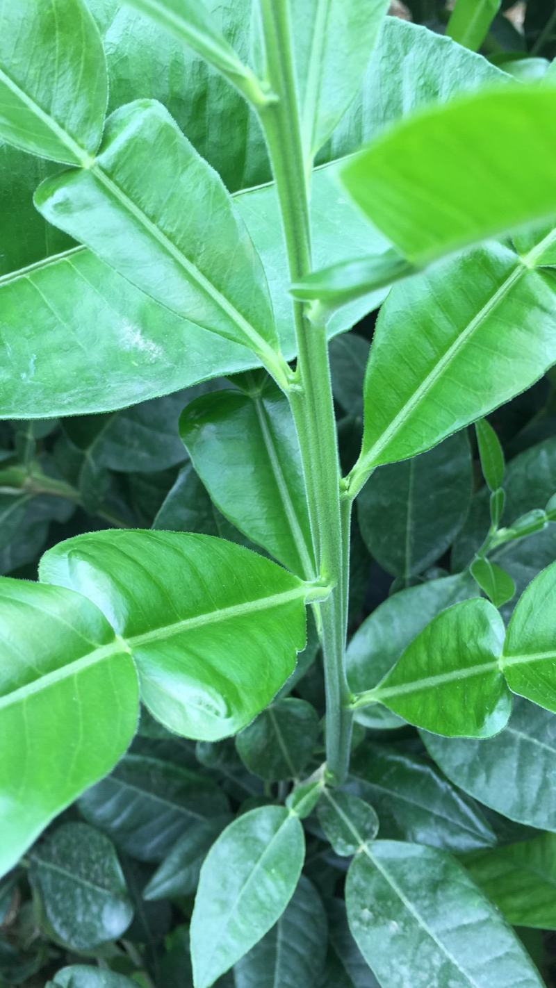 正宗泰国红宝石青柚苗.青柚苗.品质纯正.提供技术指导