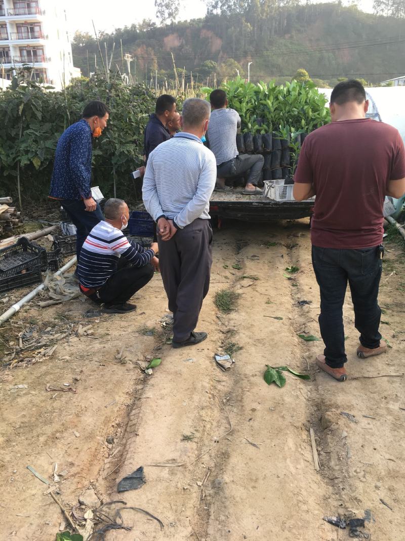 正宗泰国红宝石青柚苗.青柚苗.品质纯正.提供技术指导