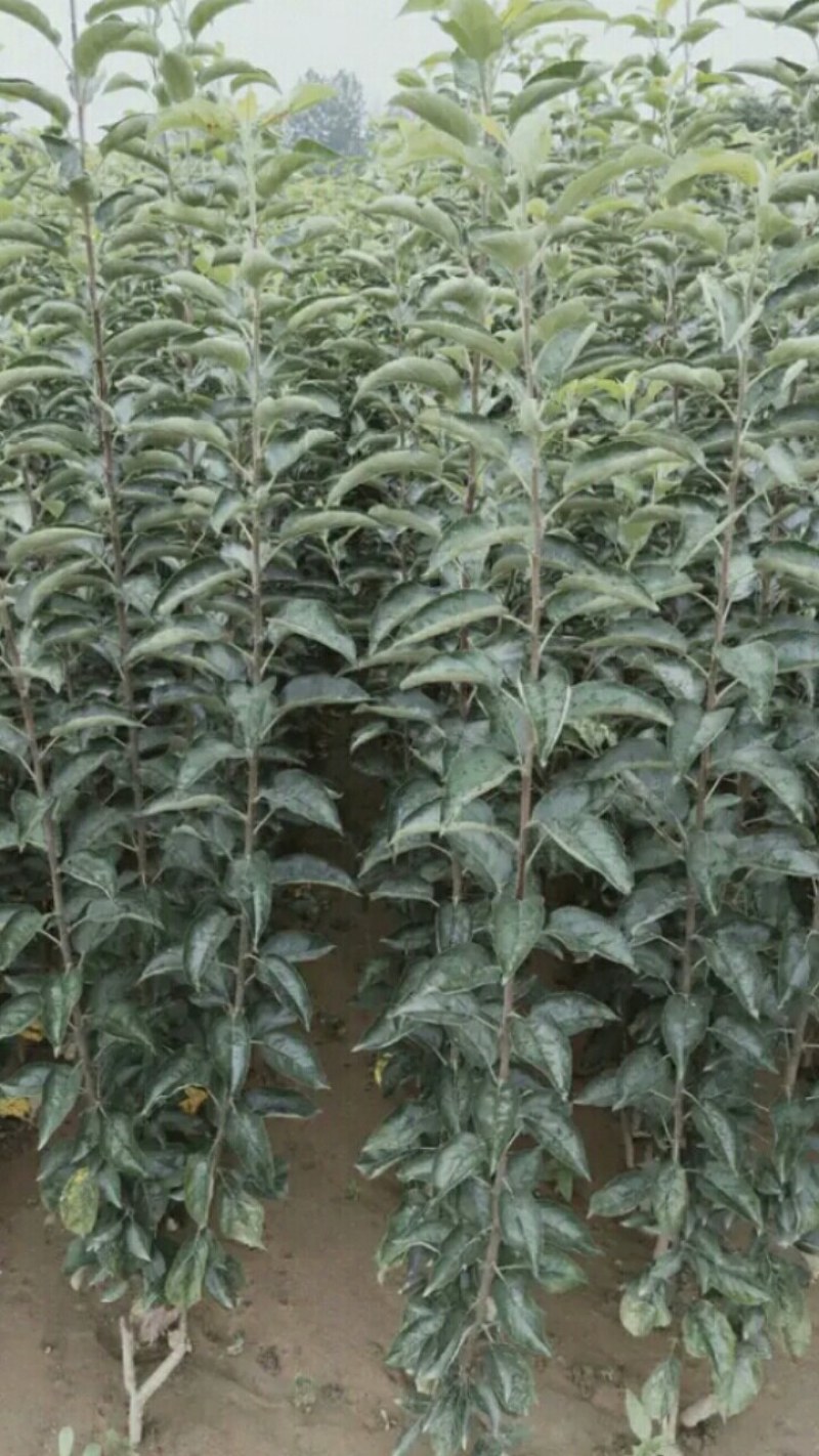 水蜜桃苹果苗苹果苗育苗基地苹果苗培育中心【10月中旬】