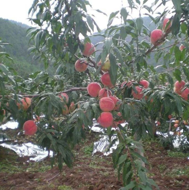 桃树苗巨型冬桃苗各种桃树品种苗包技术死苗补发