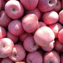 【果园直供】河南许昌冰糖心苹果，大量上市，量大从优