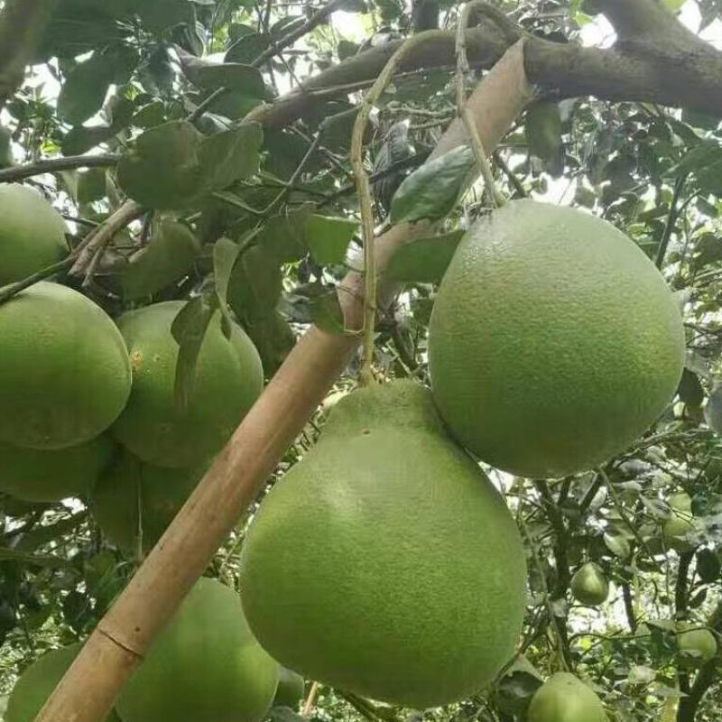 正宗泰国红宝石青柚苗.青柚苗.品质纯正.提供技术指导