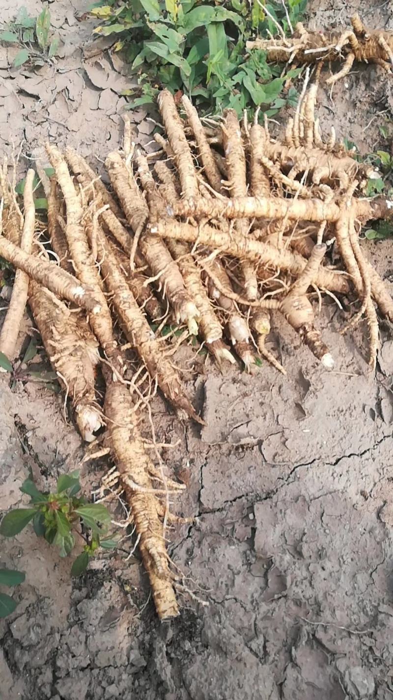 大量收购鲜白术