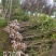 3-6公分的桂花树大量全年供应，支持线上保障交易