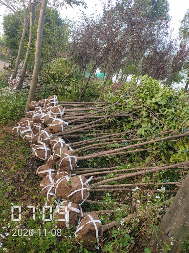 3-6公分的桂花树大量全年供应，支持线上保障交易