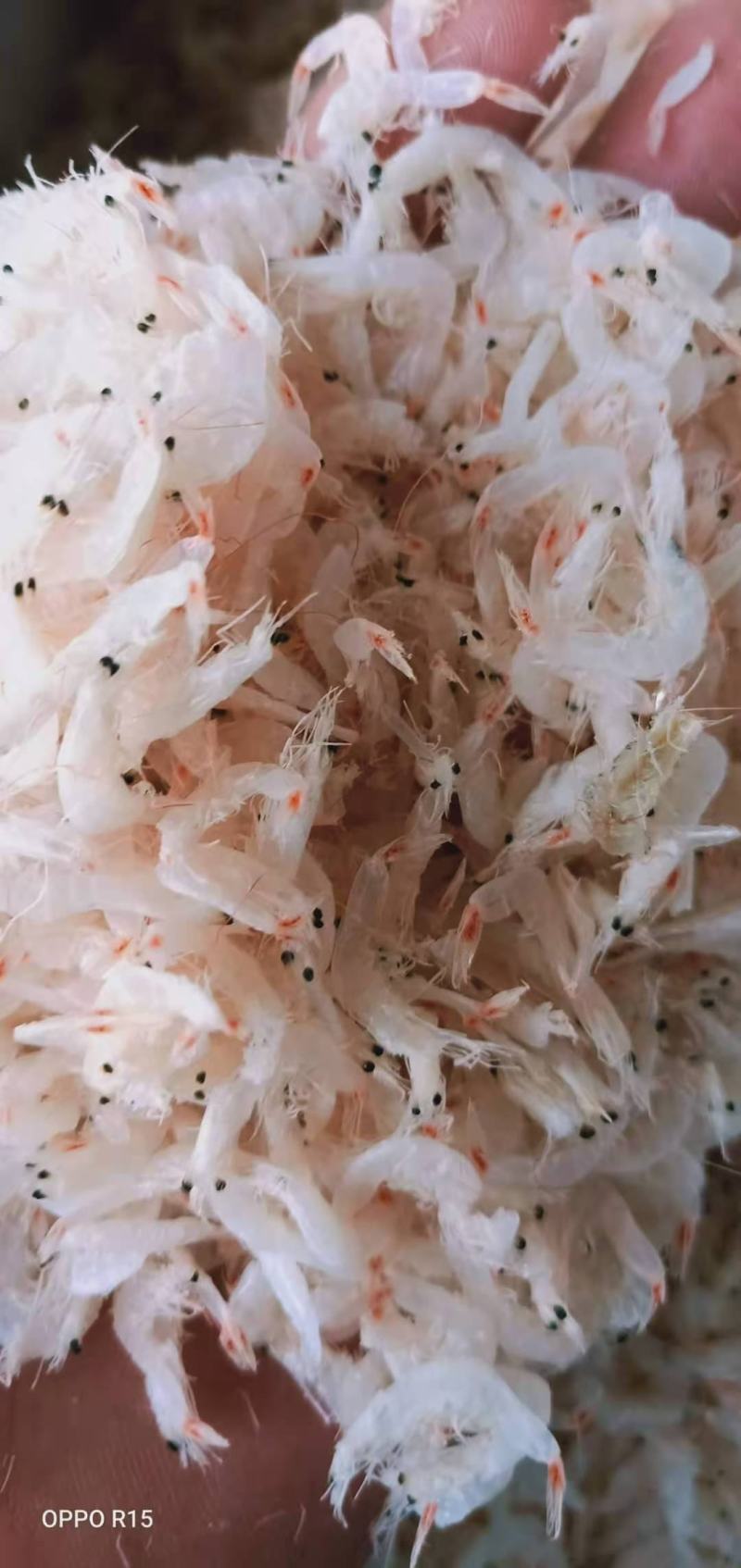 精品淡干无盐虾皮，一手货源，渤海湾渔船打捞，欢迎各地老板