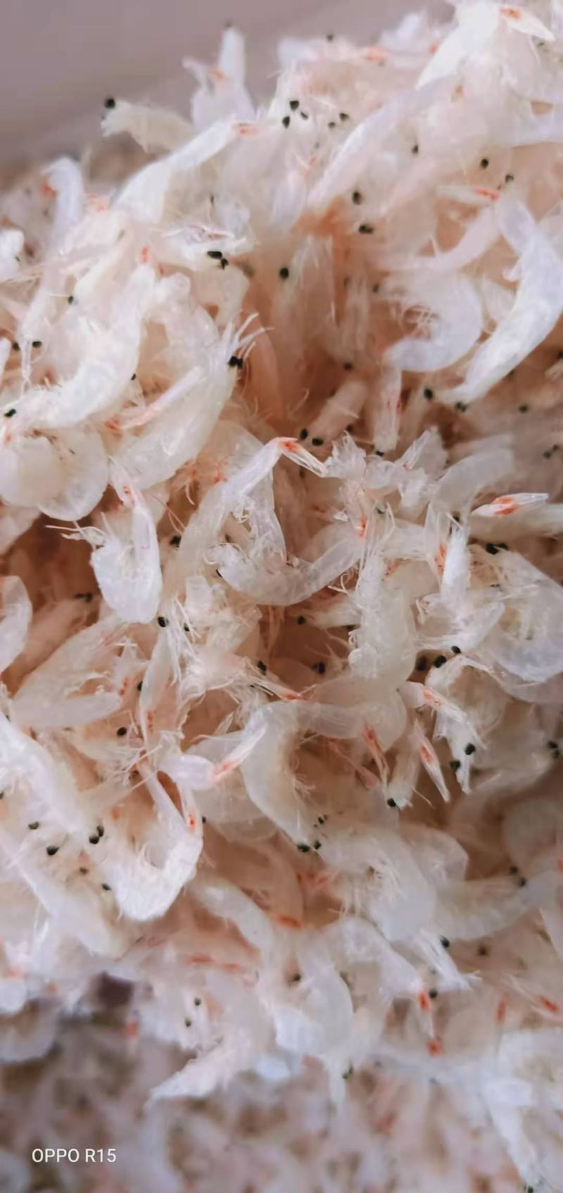 精品淡干无盐虾皮，一手货源，渤海湾渔船打捞，欢迎各地老板