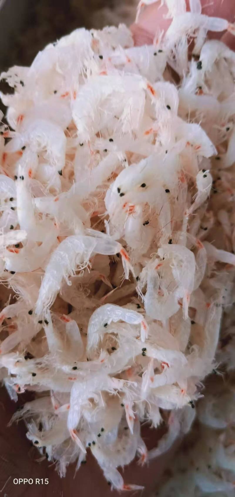精品淡干无盐虾皮，一手货源，渤海湾渔船打捞，欢迎各地老板